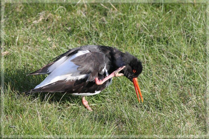 Eurasian Oystercatcher