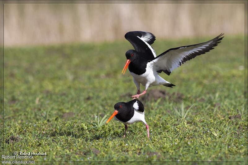 Eurasian Oystercatcheradult, mating.