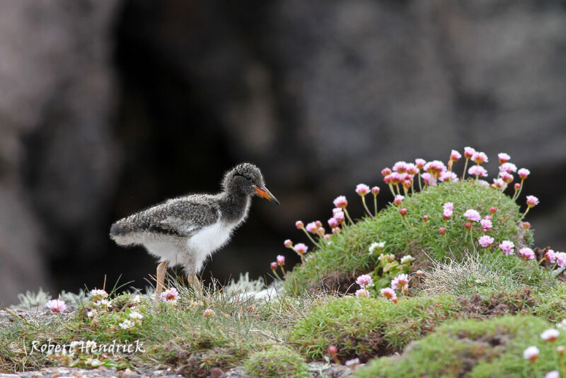 Eurasian Oystercatcher