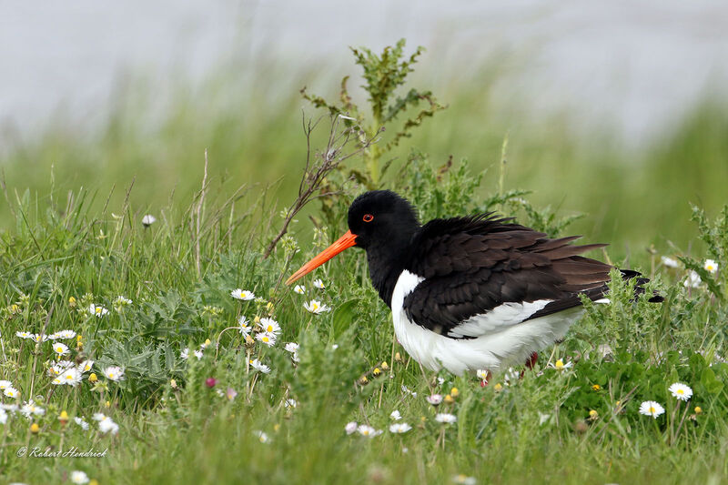 Eurasian Oystercatcher