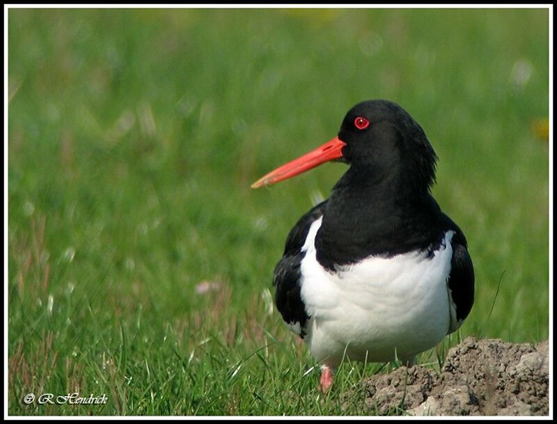 Eurasian Oystercatcher