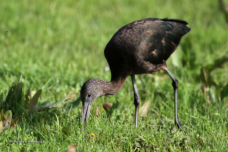 Ibis falcinelle