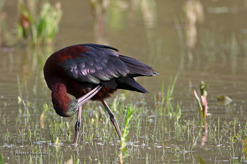 Ibis falcinelle