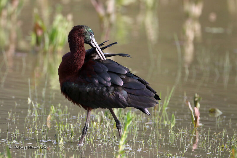 Ibis falcinelle