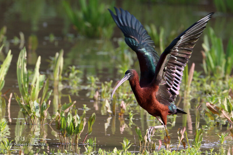 Ibis falcinelle