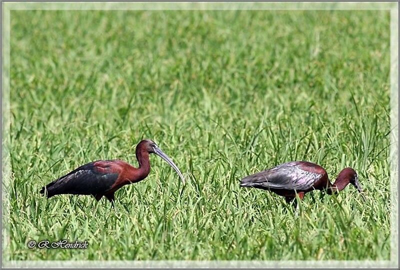 Ibis falcinelle