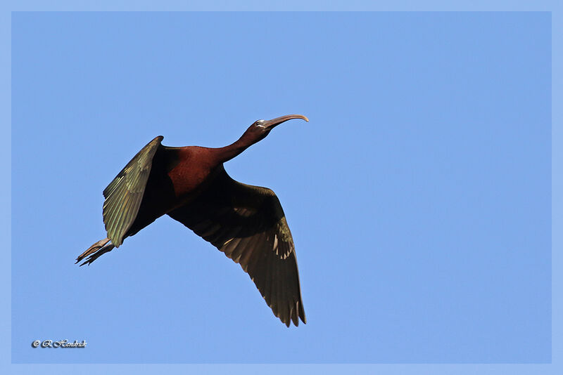 Ibis falcinelle