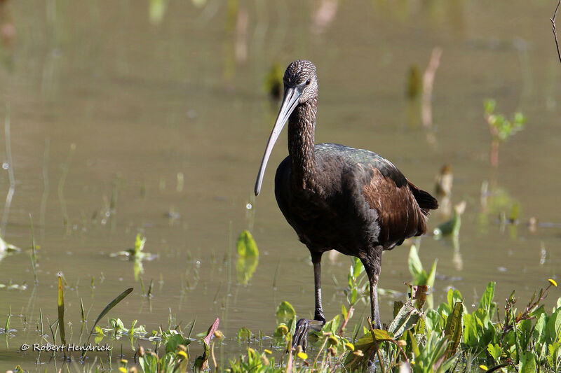 Ibis falcinelle