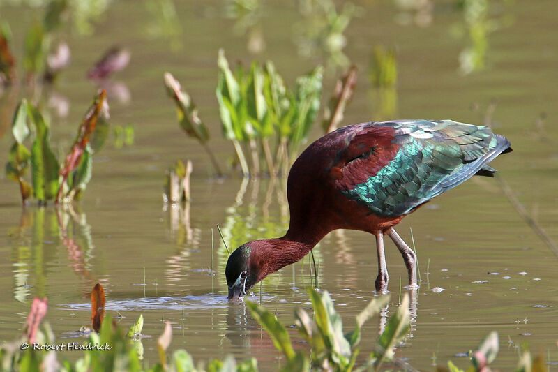 Ibis falcinelle