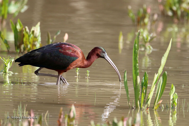 Ibis falcinelle