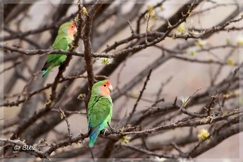 Rosy-faced Lovebird