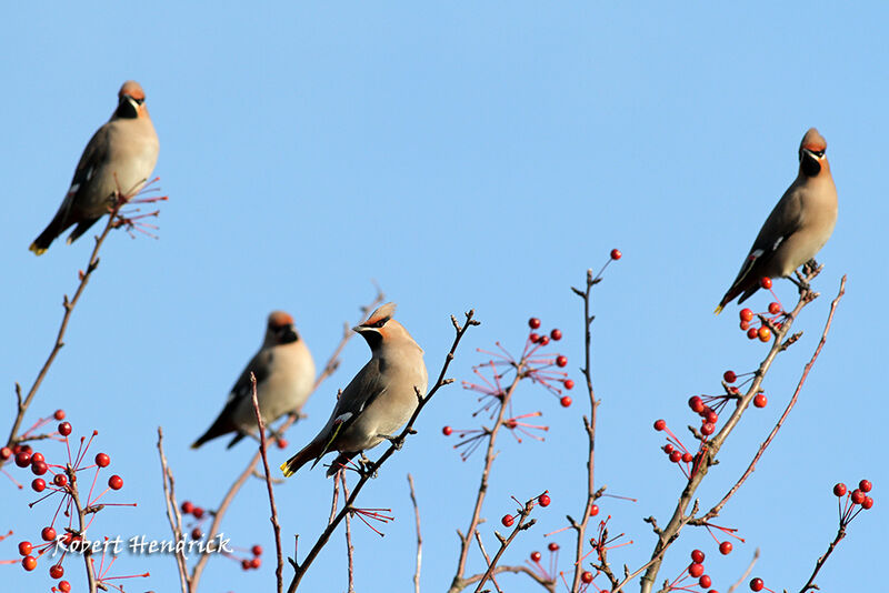 Bohemian Waxwing