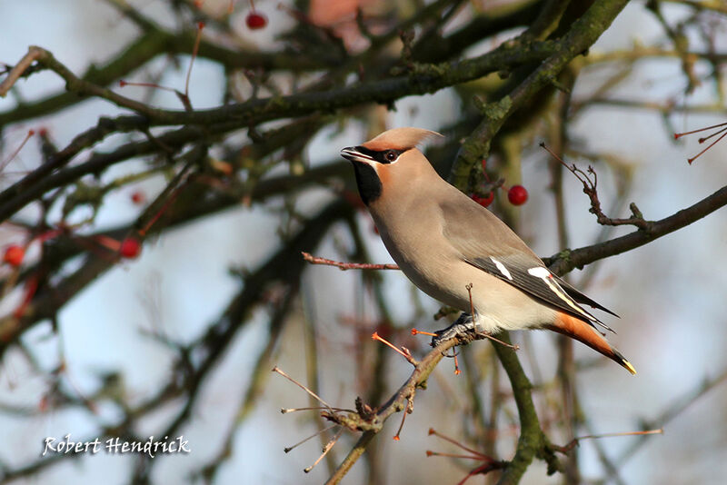 Bohemian Waxwing