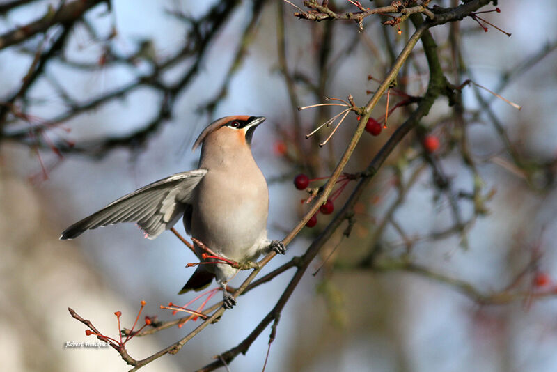 Bohemian Waxwing