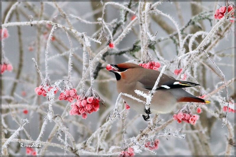 Bohemian Waxwing