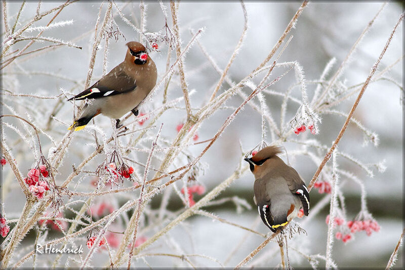 Bohemian Waxwing