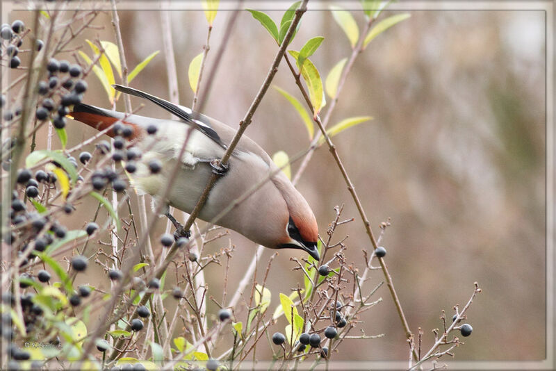 Bohemian Waxwing