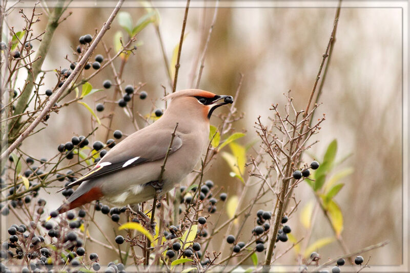 Bohemian Waxwing