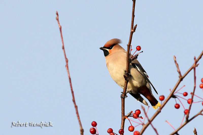 Bohemian Waxwing