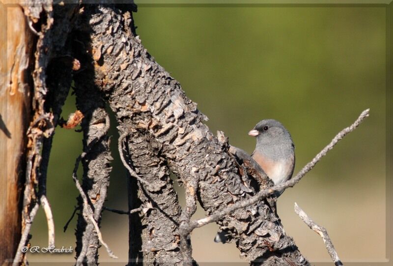 Dark-eyed Junco