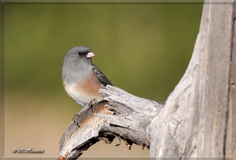 Junco ardoisé