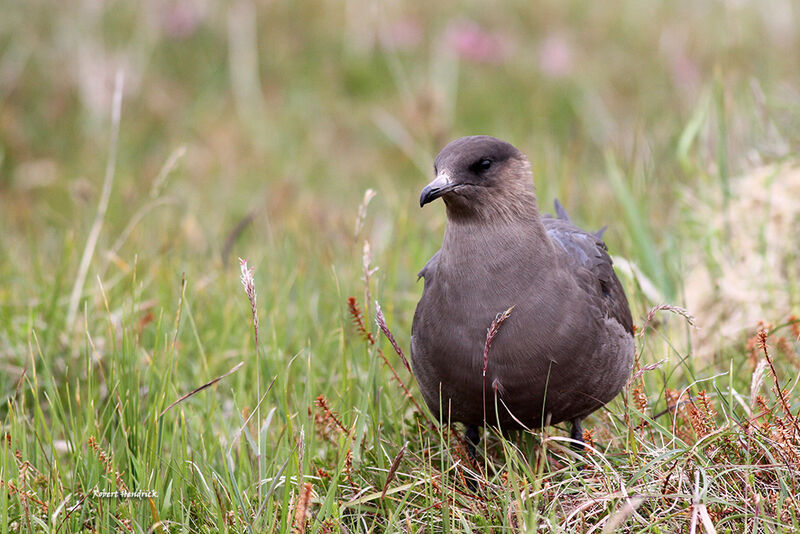 Parasitic Jaeger