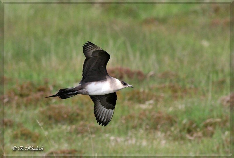 Parasitic Jaeger