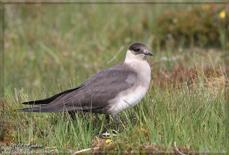 Parasitic Jaegeradult, pigmentation