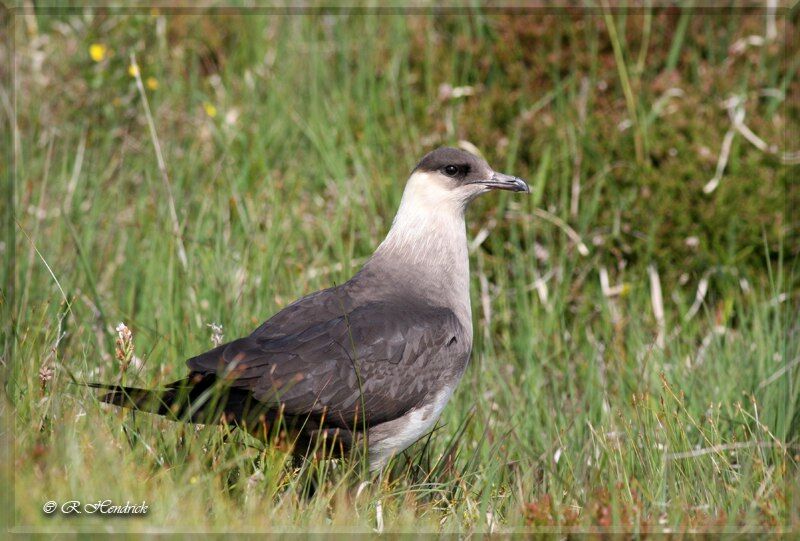 Parasitic Jaeger