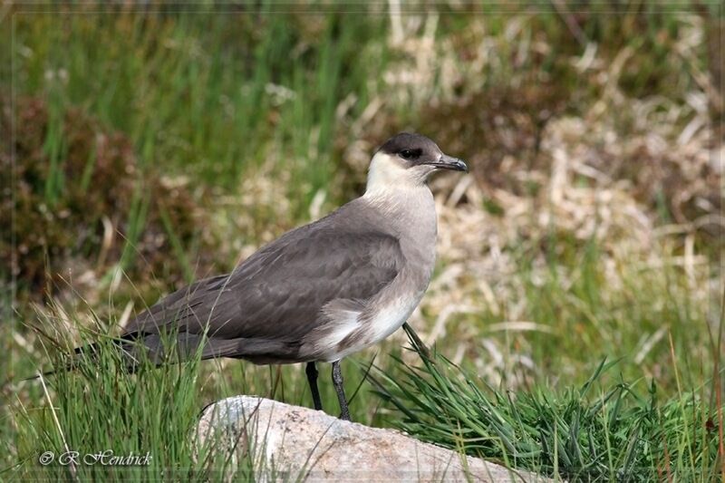 Parasitic Jaeger