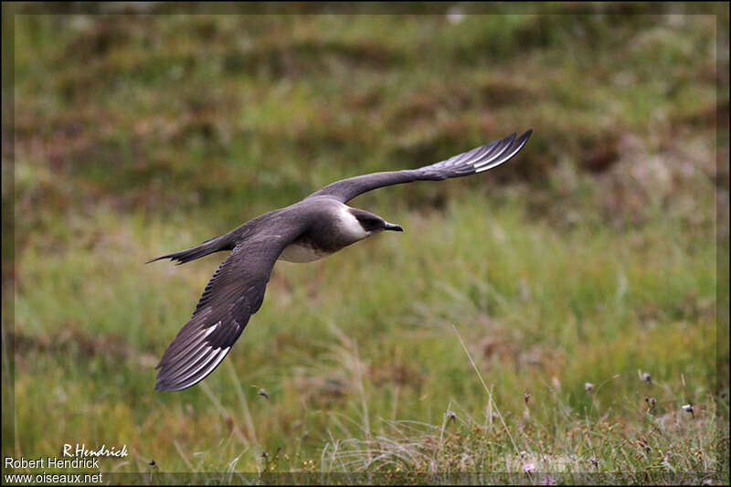 Parasitic Jaegeradult breeding, pigmentation, Flight