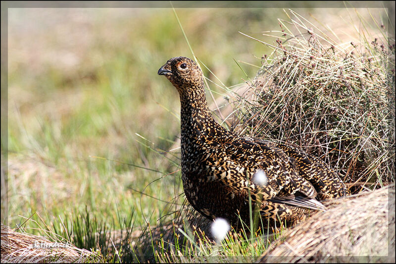 Red Grouse