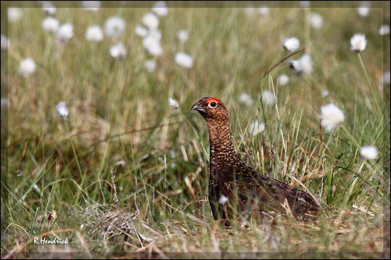 Red Grouse