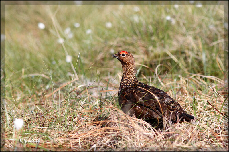 Red Grouse