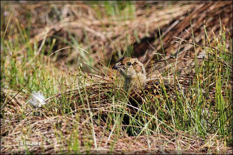 Red Grouse