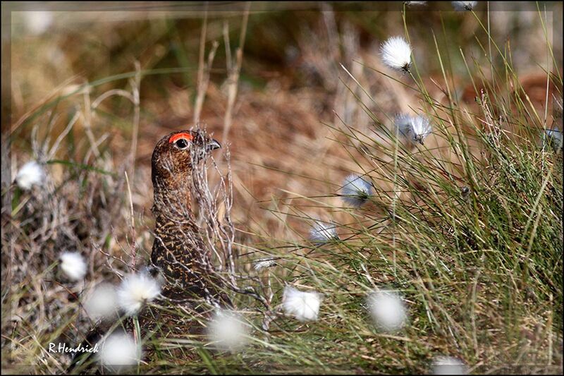 Red Grouse