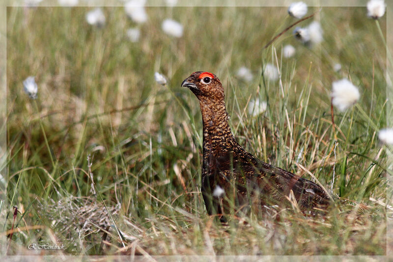 Willow Ptarmigan (scotica)