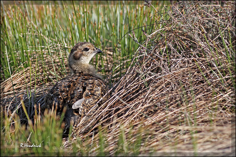 Red Grousejuvenile, identification