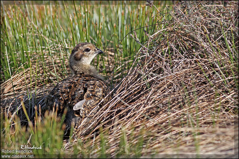 Lagopède des saulesjuvénile, identification