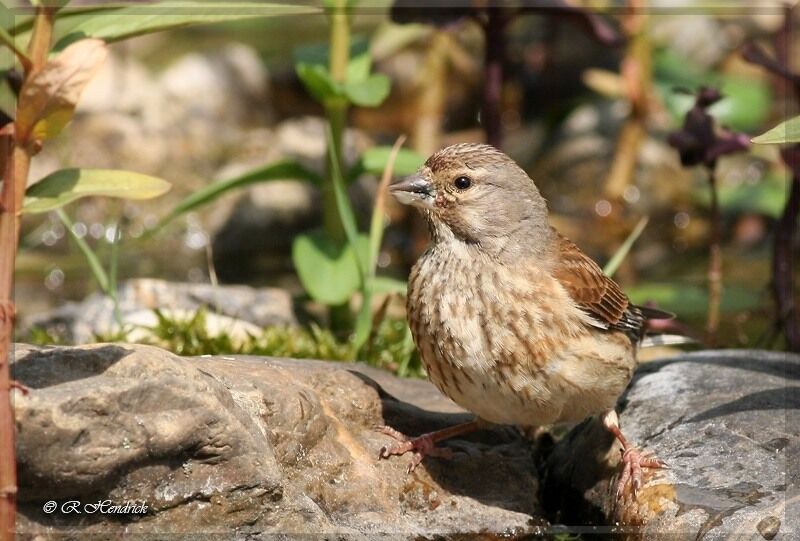 Linotte mélodieuse