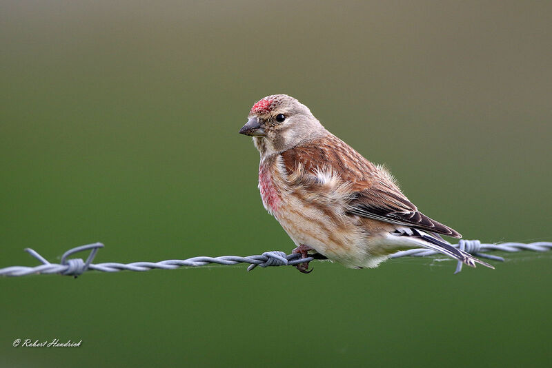 Linotte mélodieuse