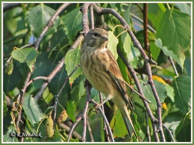 Common Linnet