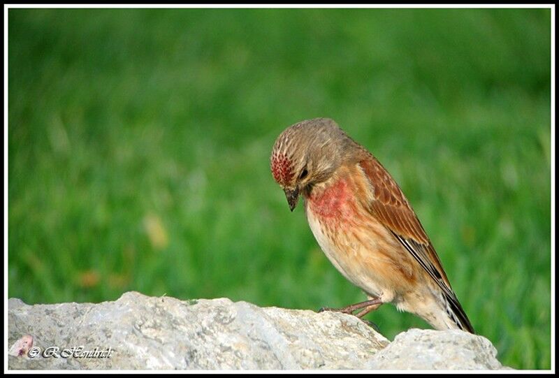 Linotte mélodieuse