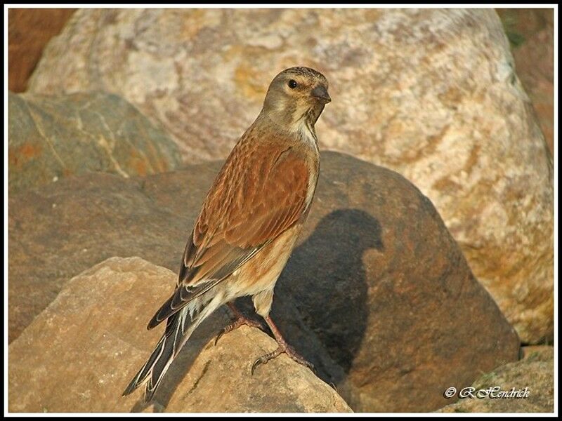 Common Linnet