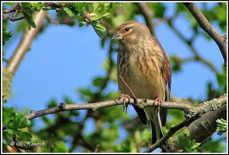 Common Linnet