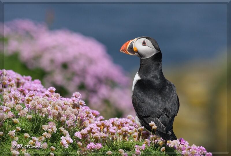 Atlantic Puffin