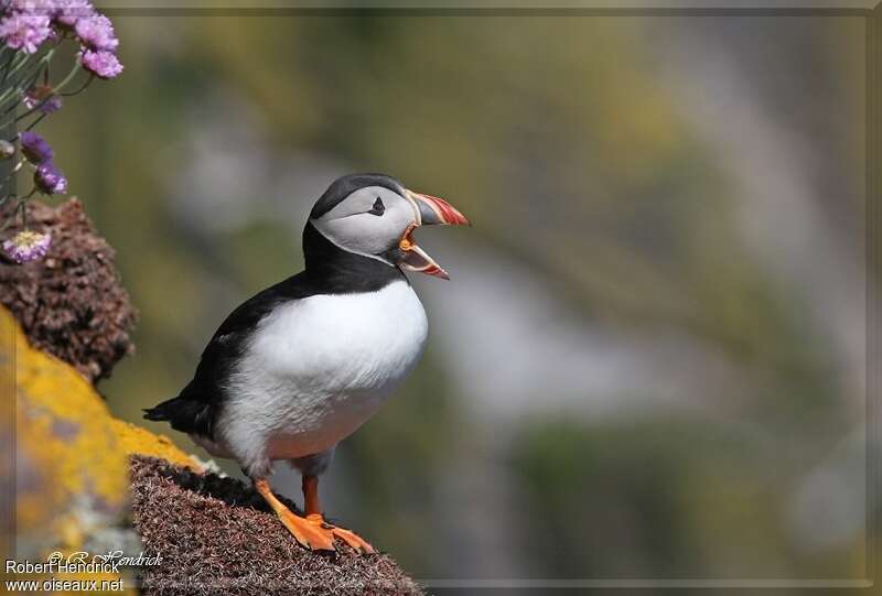 Atlantic Puffin, Behaviour