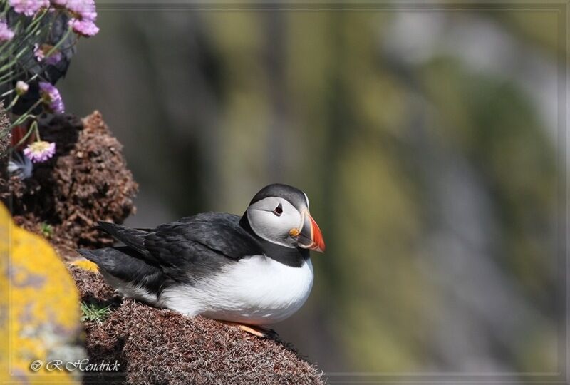 Atlantic Puffin