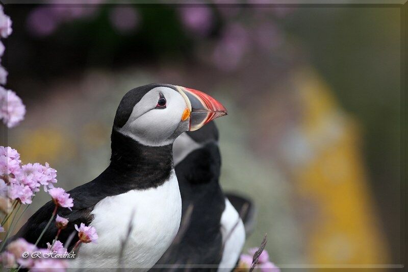 Atlantic Puffin