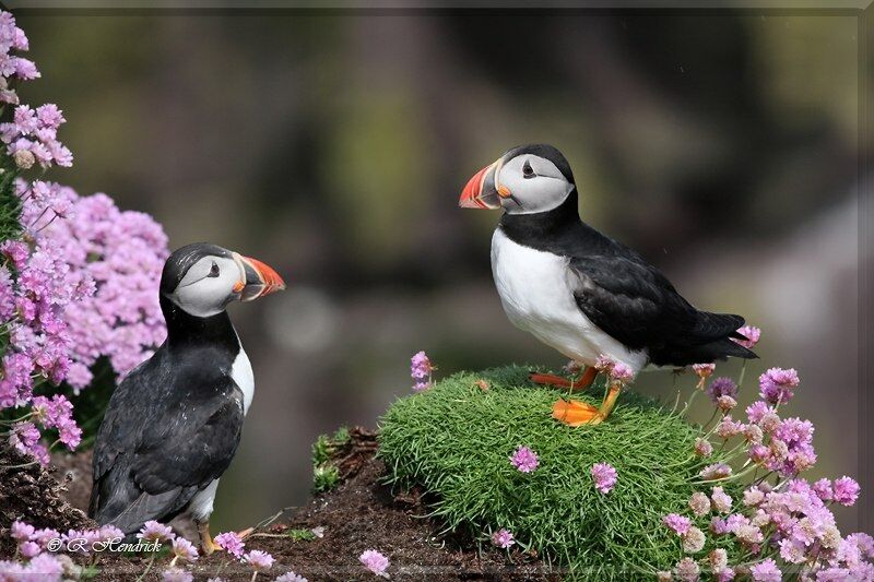 Atlantic Puffin